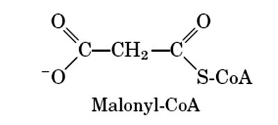 Structure of Malonyl-CoA