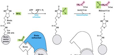 Biotin-dependent carboxylation of acetyl-CoA to malonyl-CoA