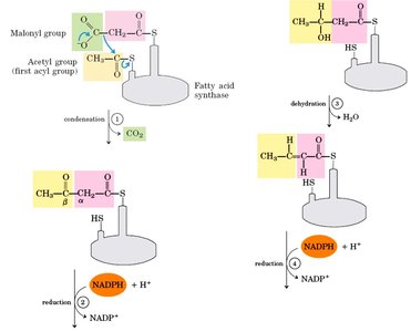 Steps of fatty acid synthesis: condensation, reduction, dehydration, reduction