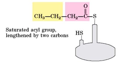 Saturated acyl group lengthened by two carbons