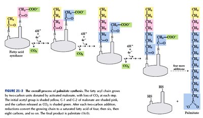 Overall process of palmitate synthesis