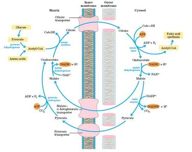 Citrate shuttle for acetyl-CoA transfer and NADPH generation