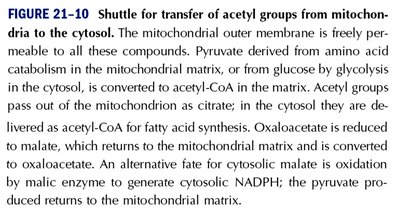 Text explanation of the citrate shuttle
