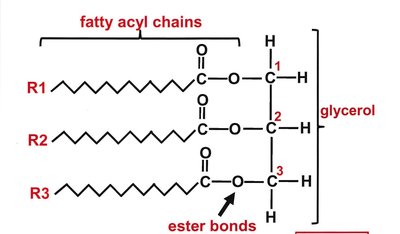 Structure of triacylglycerol with fatty acyl chains and ester bonds