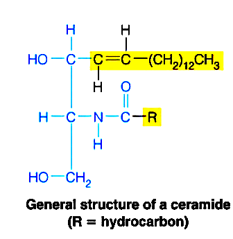 Structure of ceramide