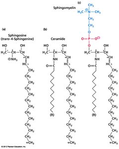 Classes of sphingolipids: sphingosine, ceramide, sphingomyelin