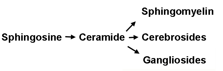 Classification of sphingolipids: sphingomyelin, cerebrosides, gangliosides
