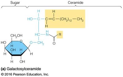 Structure of galactosylceramide (cerebroside)