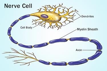 Nerve cell with myelin sheath