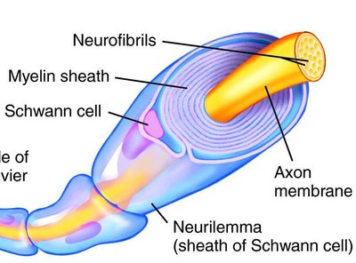 Structure of myelin sheath around axon