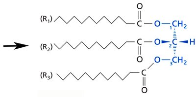 Triacylglycerol structure with three fatty acid chains esterified to glycerol