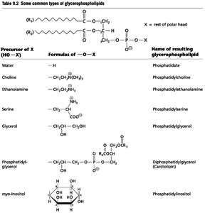 Table of common glycerophospholipids and their head groups