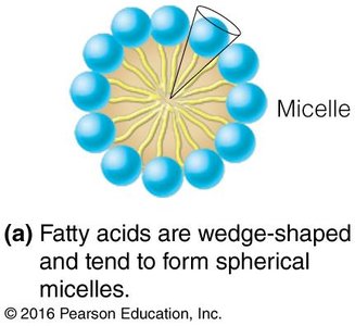 Micelle structure formed by fatty acids