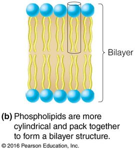 Bilayer structure formed by phospholipids