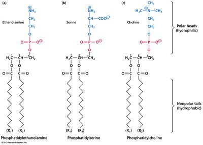 Structures of common glycerophospholipids