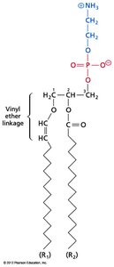 Structure of plasmalogen with vinyl ether linkage