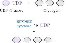 UDP-glucose addition to glycogen by glycogen synthase