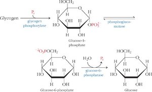 Glycogen breakdown to glucose-1-phosphate and conversion to glucose
