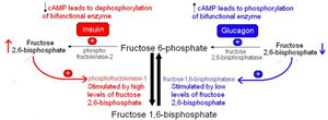Regulation of fructose-2,6-bisphosphate by insulin and glucagon