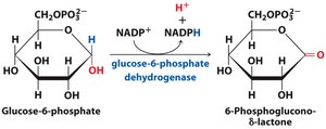 Glucose-6-phosphate dehydrogenase reaction in PPP
