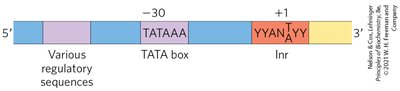 Eukaryotic promoter structure