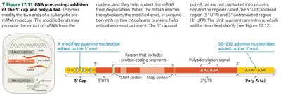 5' cap structure and function