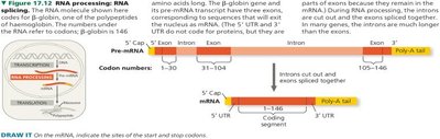 Splicing of introns and joining of exons