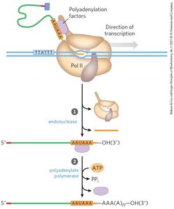 Polyadenylation process
