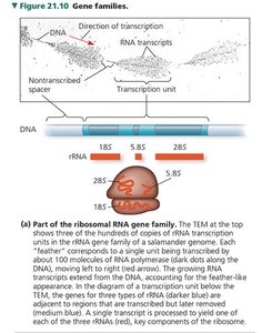 rRNA gene family and processing
