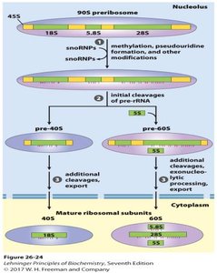 Processing and assembly of ribosomal subunits