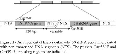 Arrangement of 5S rRNA genes