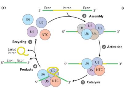 Spliceosome assembly and splicing cycle
