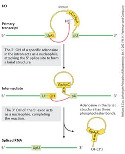 Lariat formation in splicing