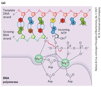 Catalytic activity of RNA polymerase