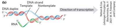 Transcription bubble and unwinding