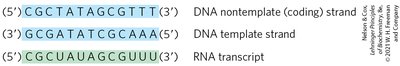 Coding and template strands with RNA transcript