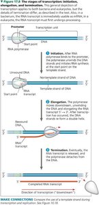 Stages of transcription: initiation, elongation, termination