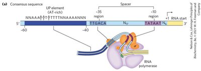 Prokaryotic promoter structure and RNA polymerase