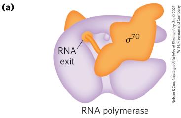 RNA polymerase with sigma factor