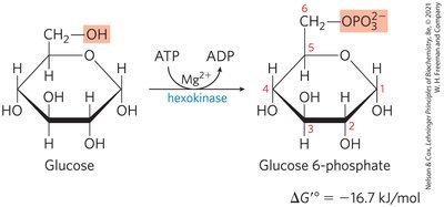 Phosphorylation of glucose by hexokinase