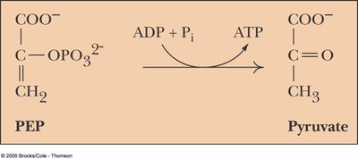 ATP structure and phosphoric anhydride linkages