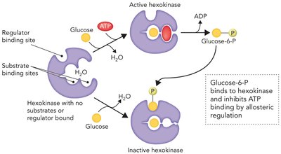 Allosteric regulation of hexokinase by glucose-6-phosphate