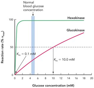 Hexokinase and glucokinase reaction rates as a function of glucose concentration