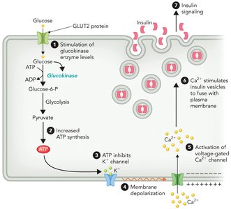 Glucokinase in pancreatic beta-cells and insulin secretion