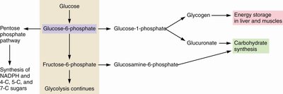 Metabolic fates of glucose-6-phosphate