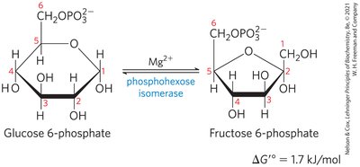 Isomerization of glucose-6-phosphate to fructose-6-phosphate