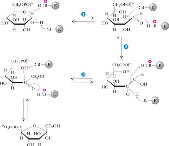 Mechanism of phosphoglucoisomerase: enediol intermediate