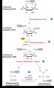 Mechanistic steps of phosphoglucoisomerase reaction
