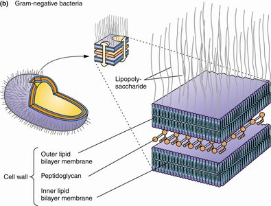 Structure of Gram-negative bacterial cell wall showing peptidoglycan and lipopolysaccharide