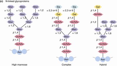 N-linked glycoprotein structures: high mannose, complex, and hybrid types